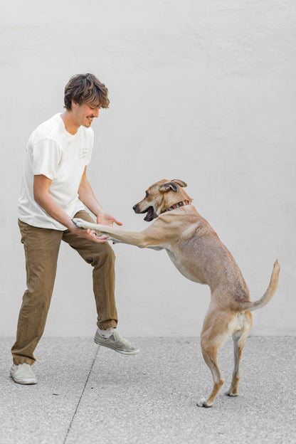 if dogs run free, why cant we?